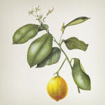 Vila Hermanos Apothecary Bergamot & Orange Blossom - żel pod prysznic 500 ml - 2